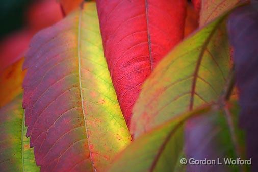 Autumn Sumac Leaves_23563.jpg - There's always one in every crowd. Photographed at Sherkston Shores, Ontario. 